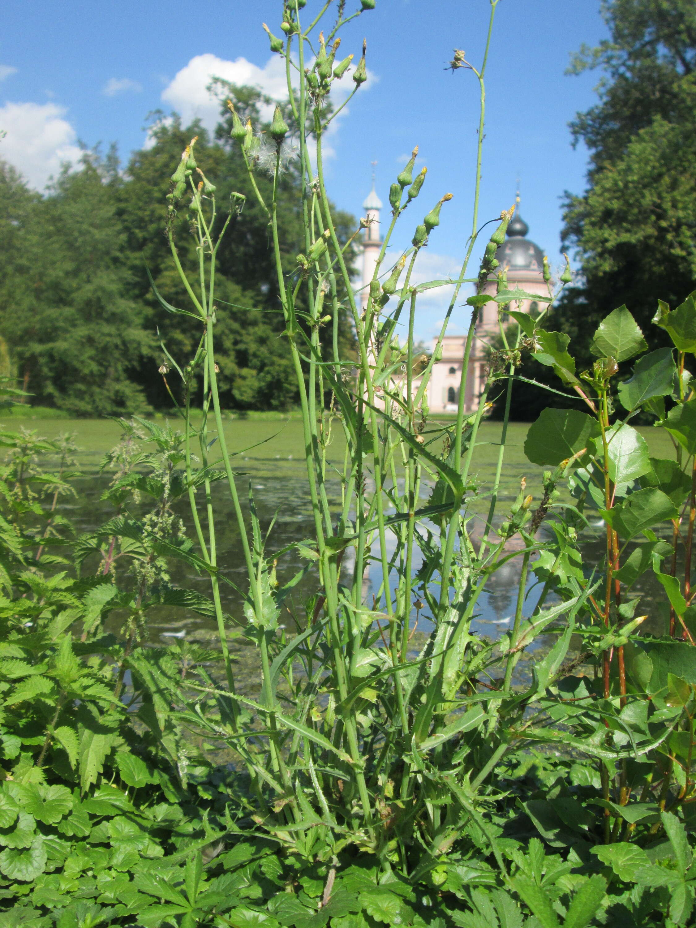 Plancia ëd Sonchus asper (L.) Hill