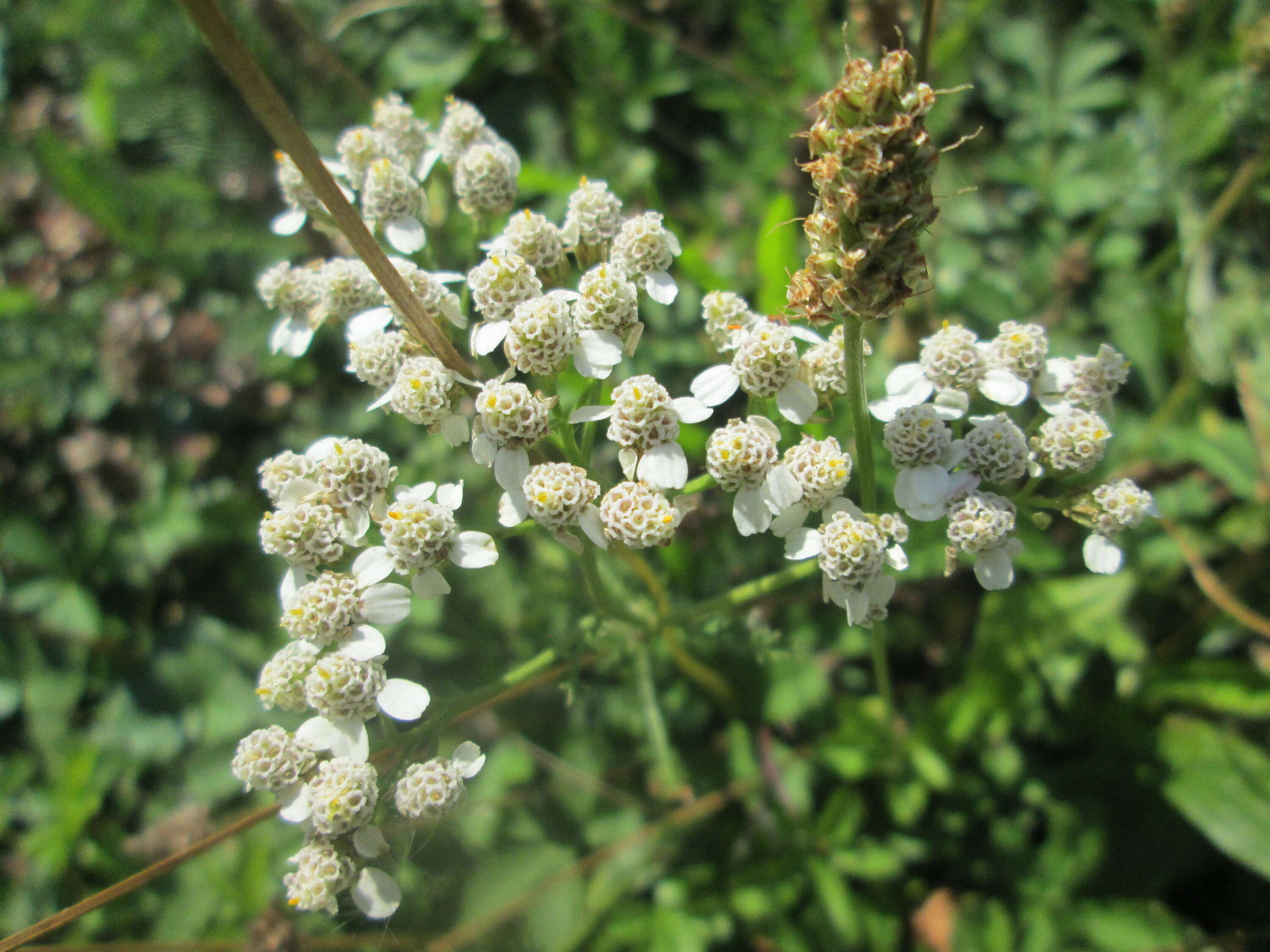 Image of Sneezeweed