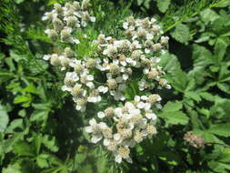 Image of Sneezeweed