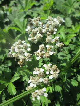 Image of Sneezeweed