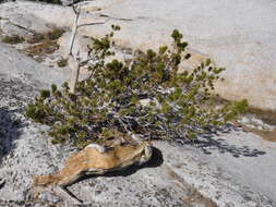 Image of whitebark pine