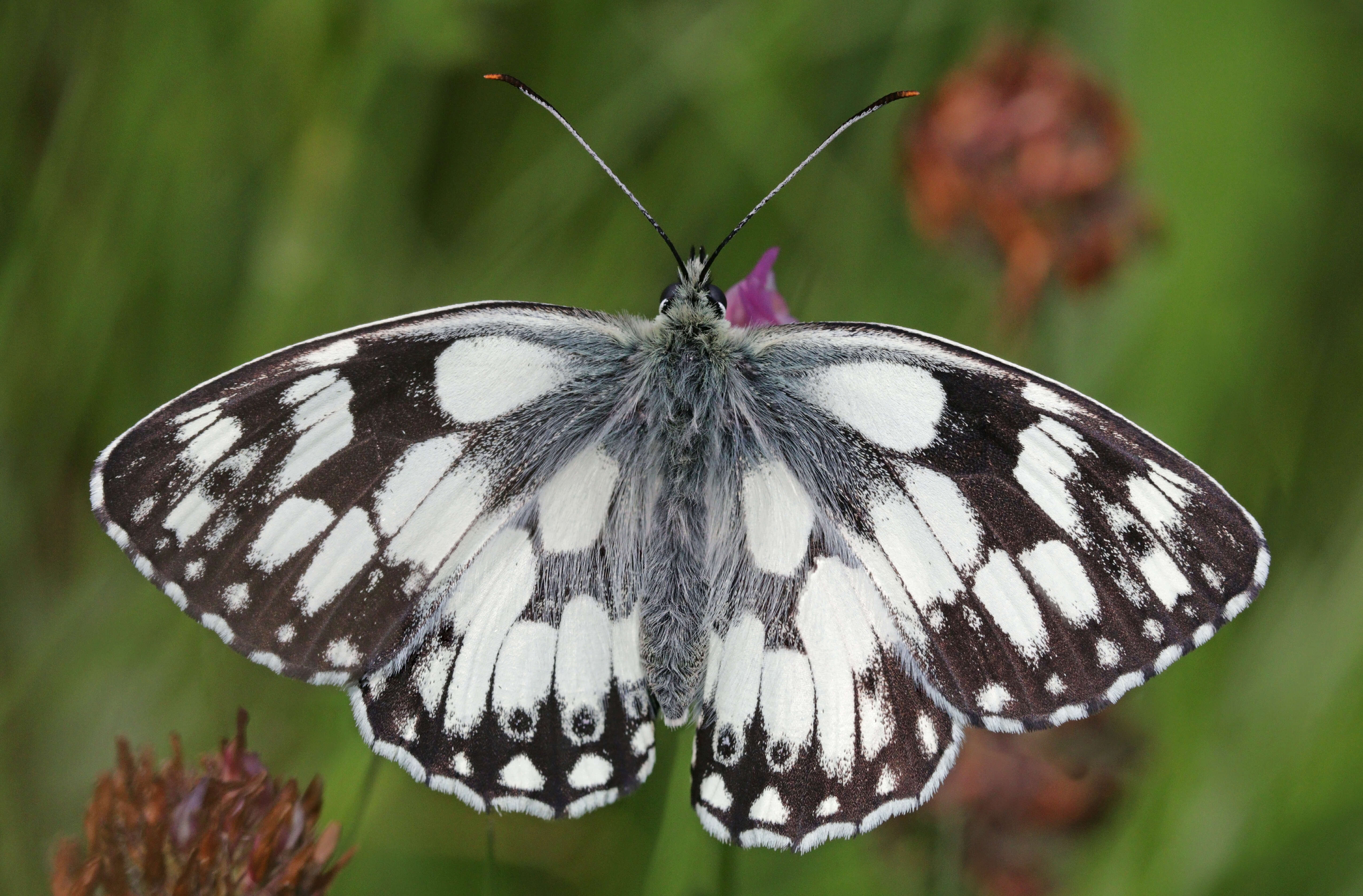 Image of marbled white