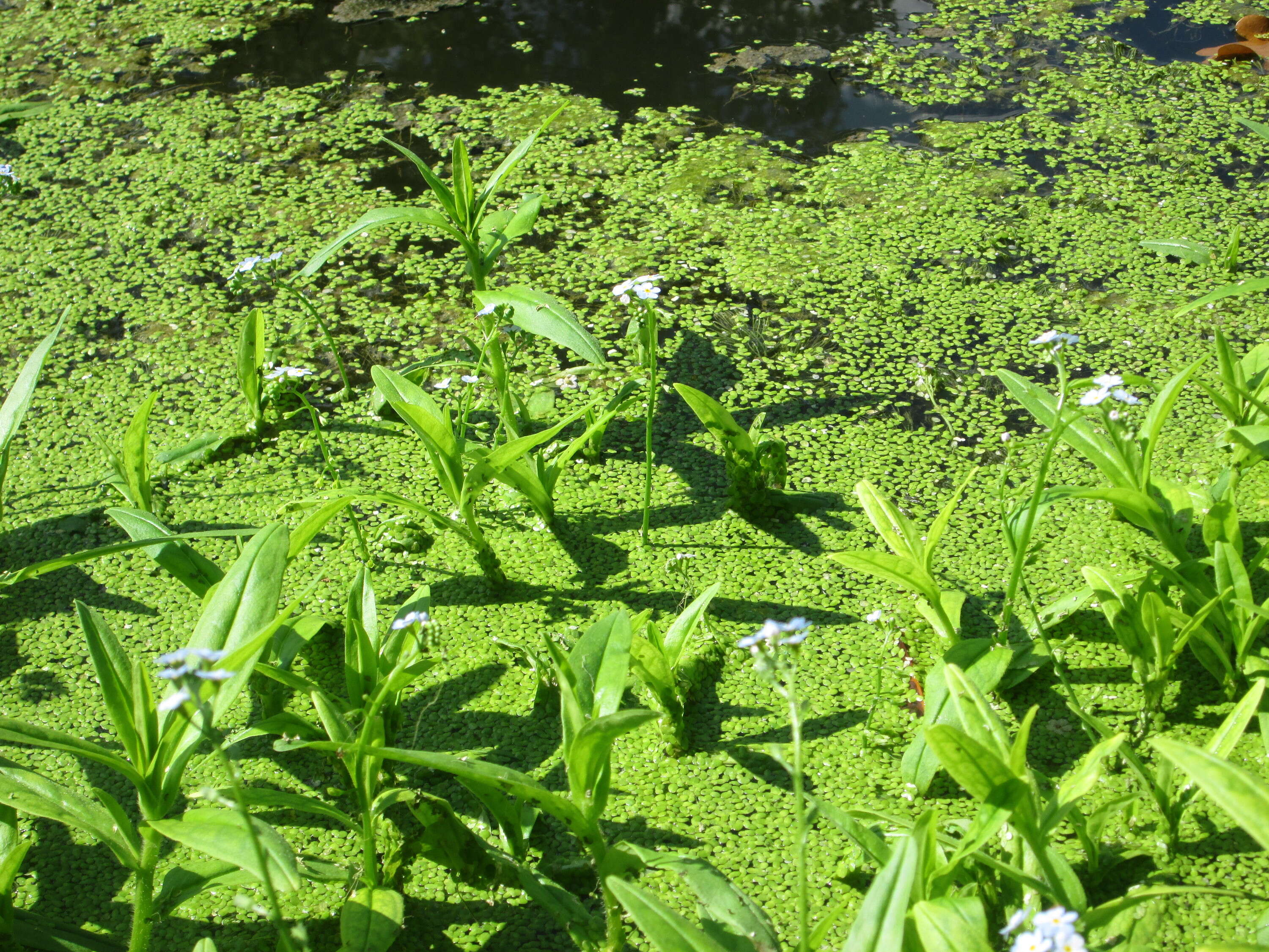 Image of true forget-me-not