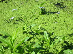 Image of true forget-me-not