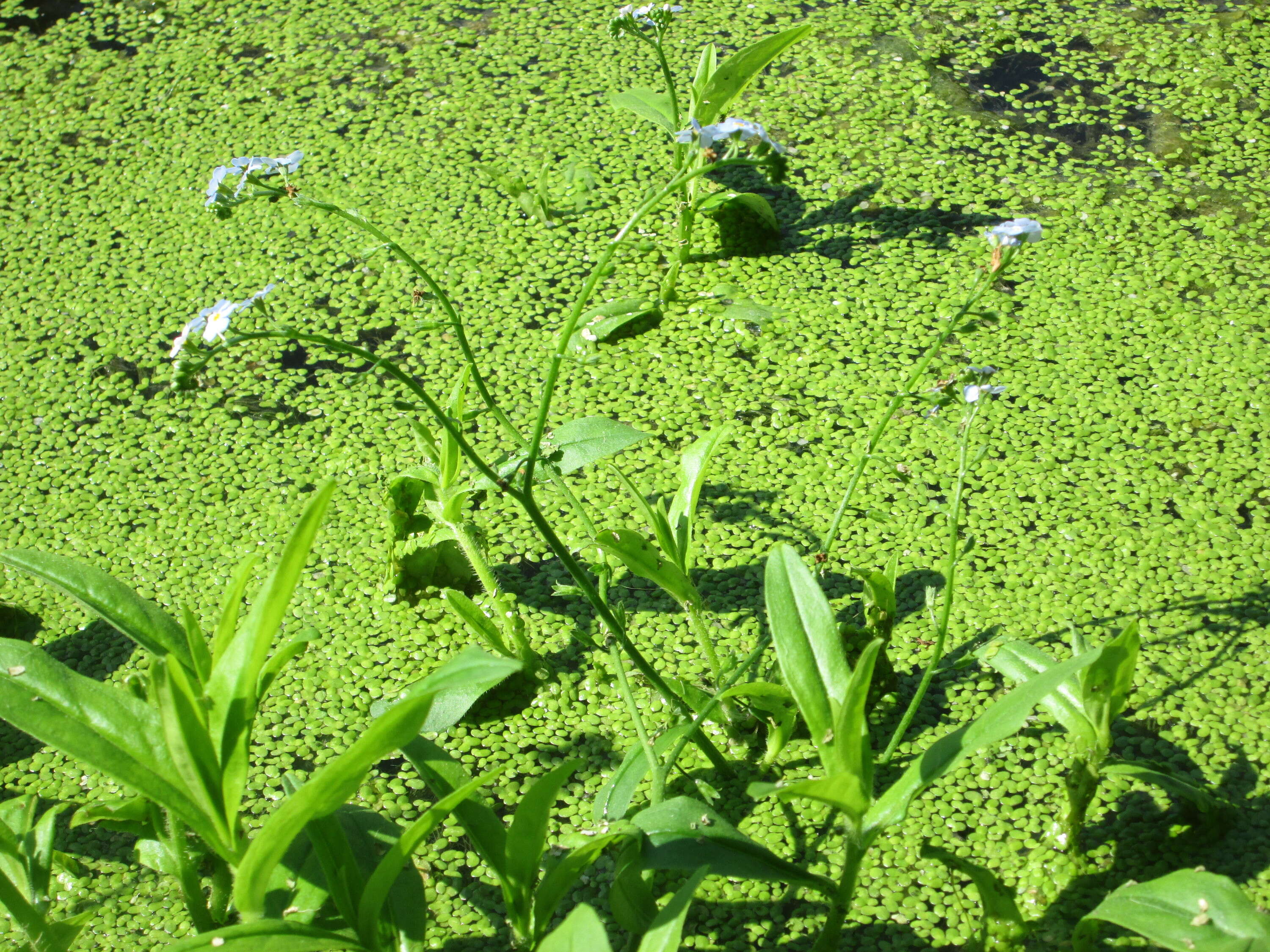 Image of true forget-me-not