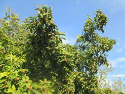 Image of Medlar