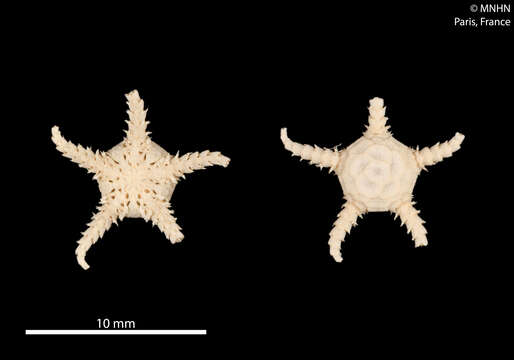 Слика од Ophiuridae Müller & Troschel 1840