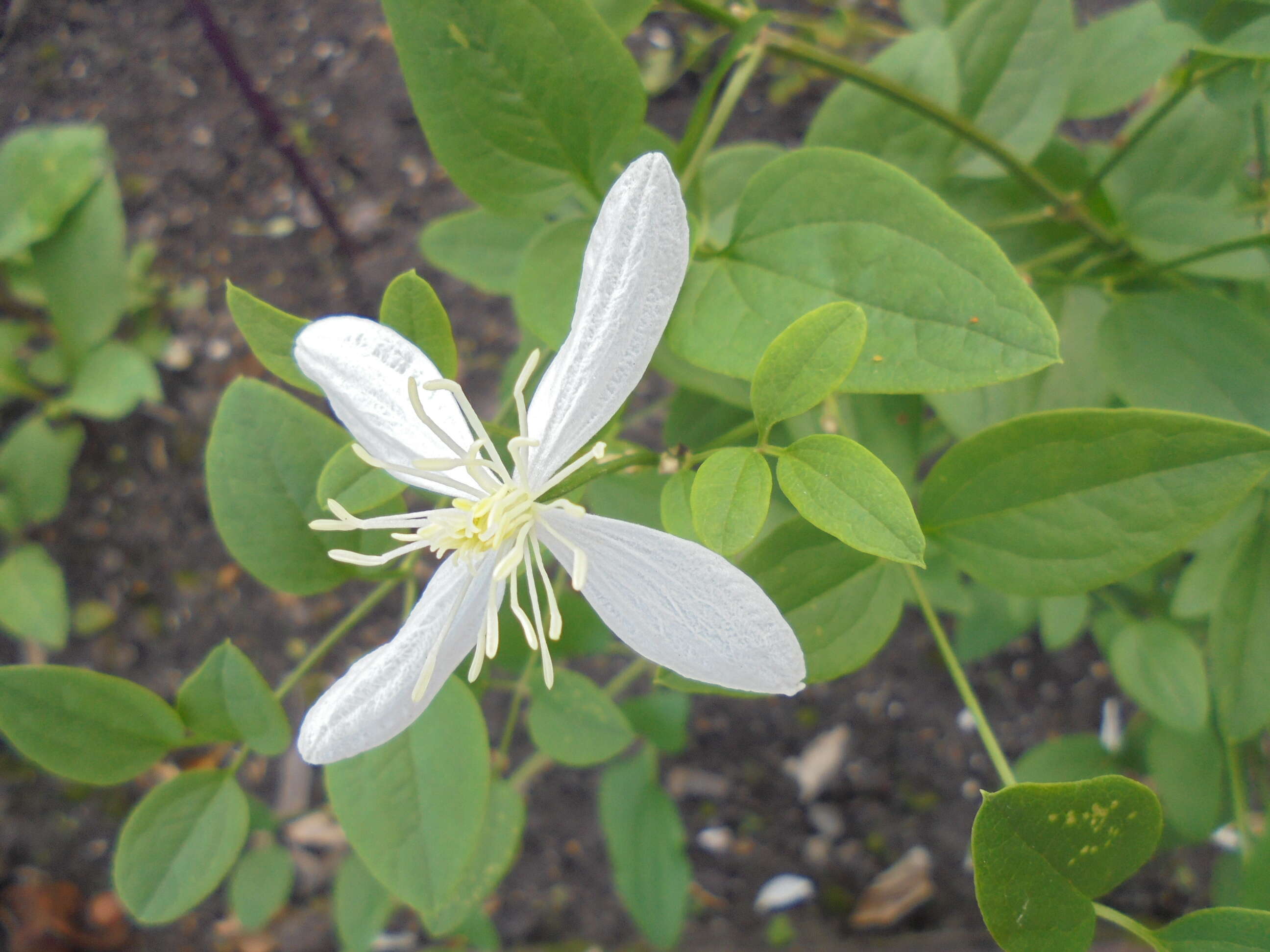 Imagem de Clematis recta L.