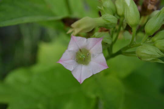 Image of Aztec tobacco