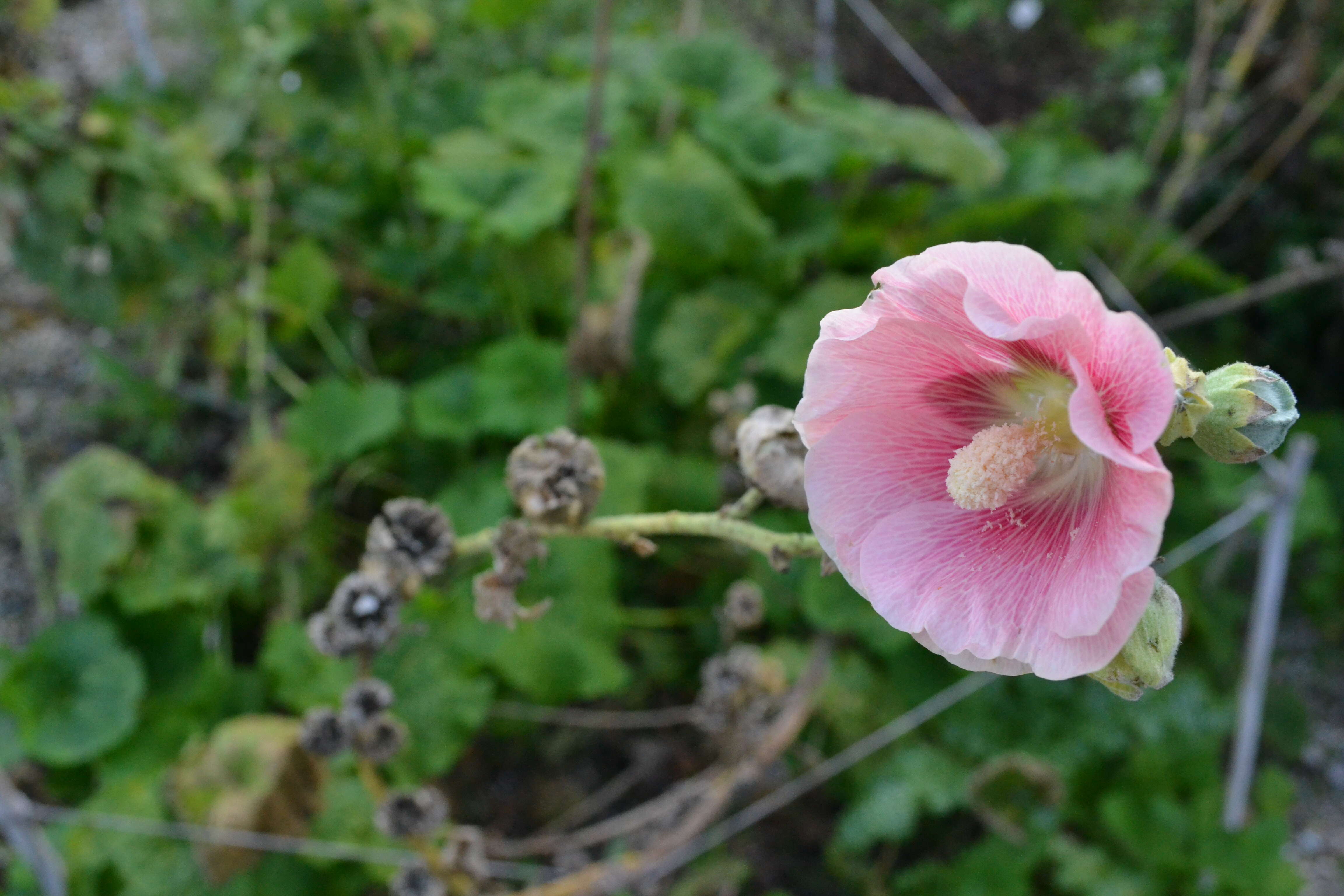 Image of hollyhock