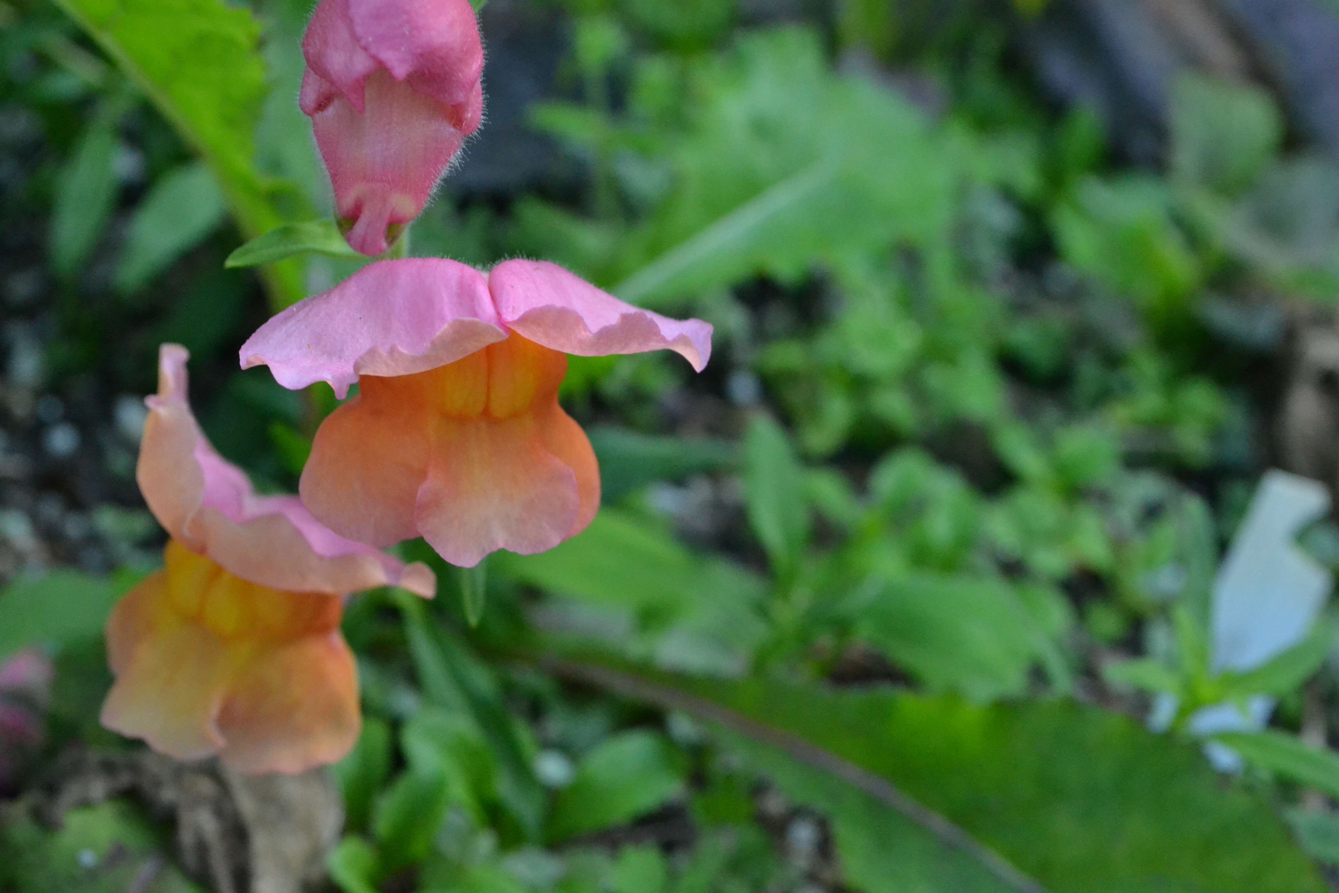 Image of garden snapdragon