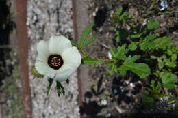 Image of flower of an hour