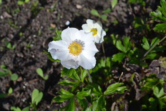 Image of Snowdrop Anemone