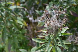 Image of hemp agrimony