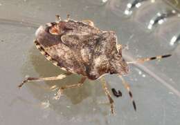 Image of Vernal Shieldbug