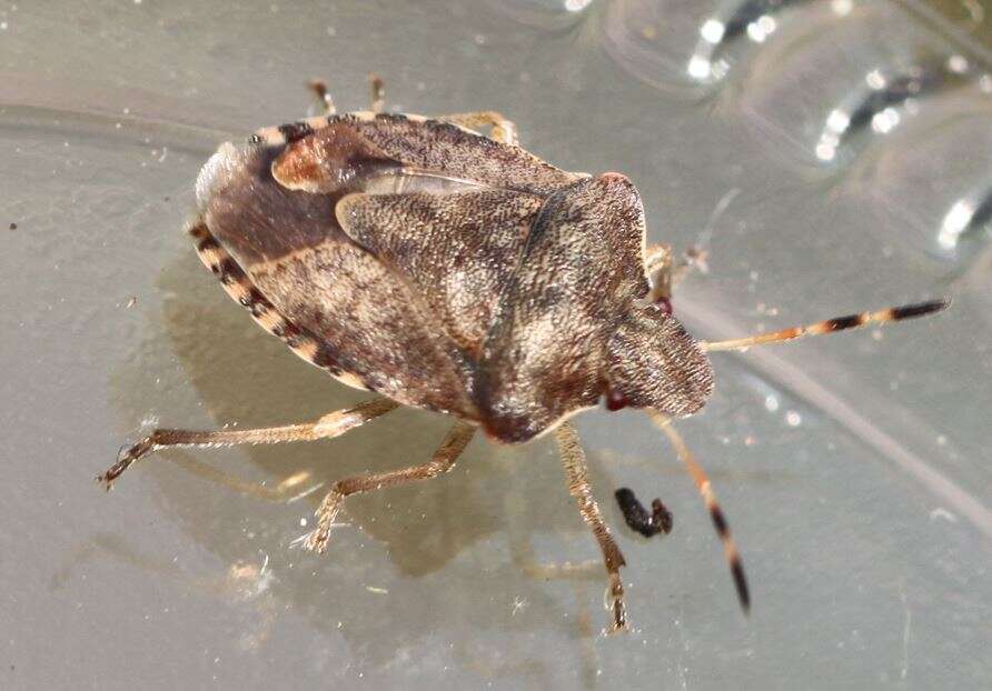 Image of Vernal Shieldbug