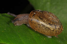 Polygyridae resmi