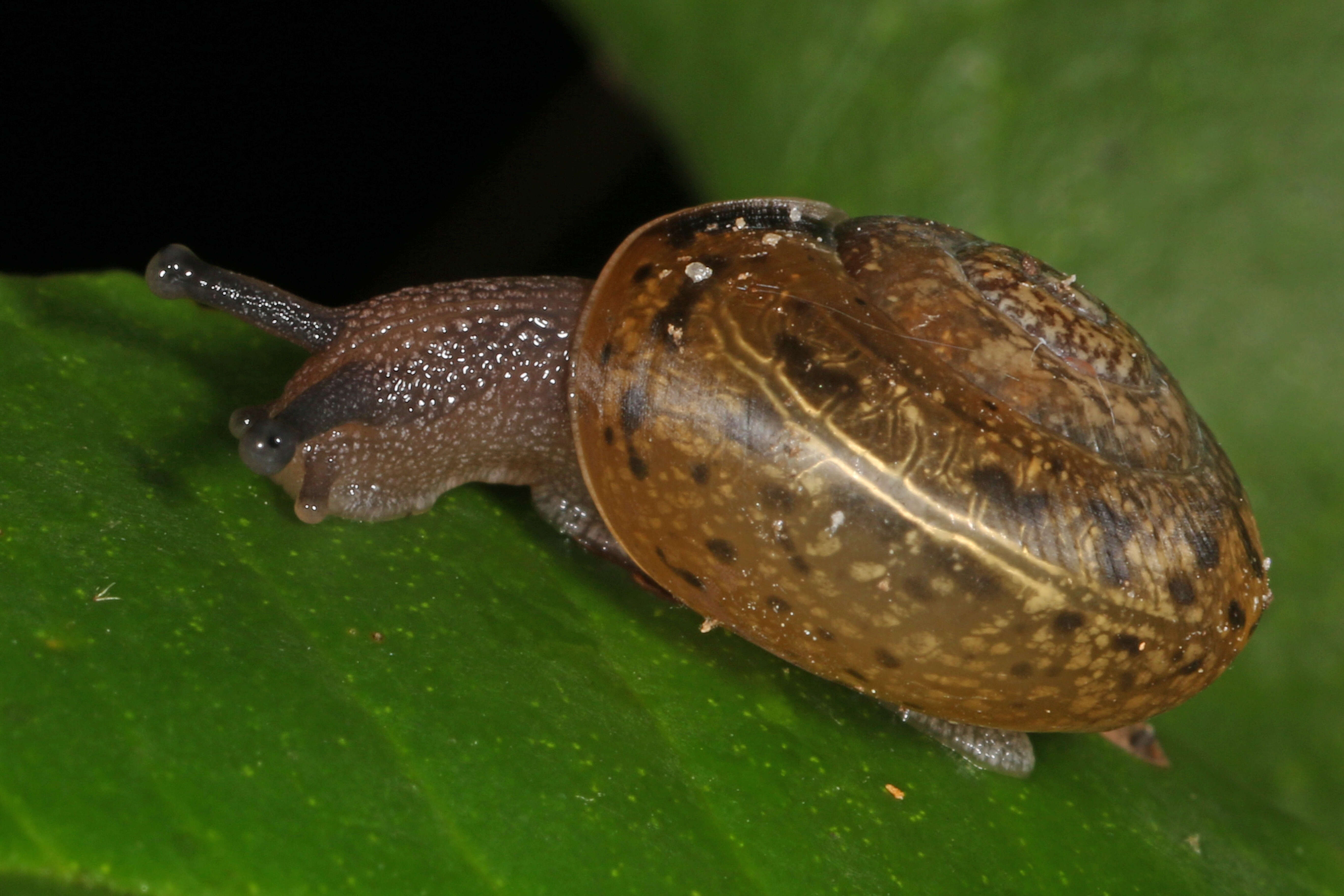 Polygyridae resmi