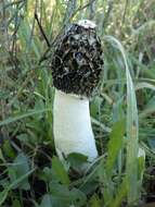 Image of Stinkhorn