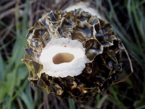 Image of Stinkhorn