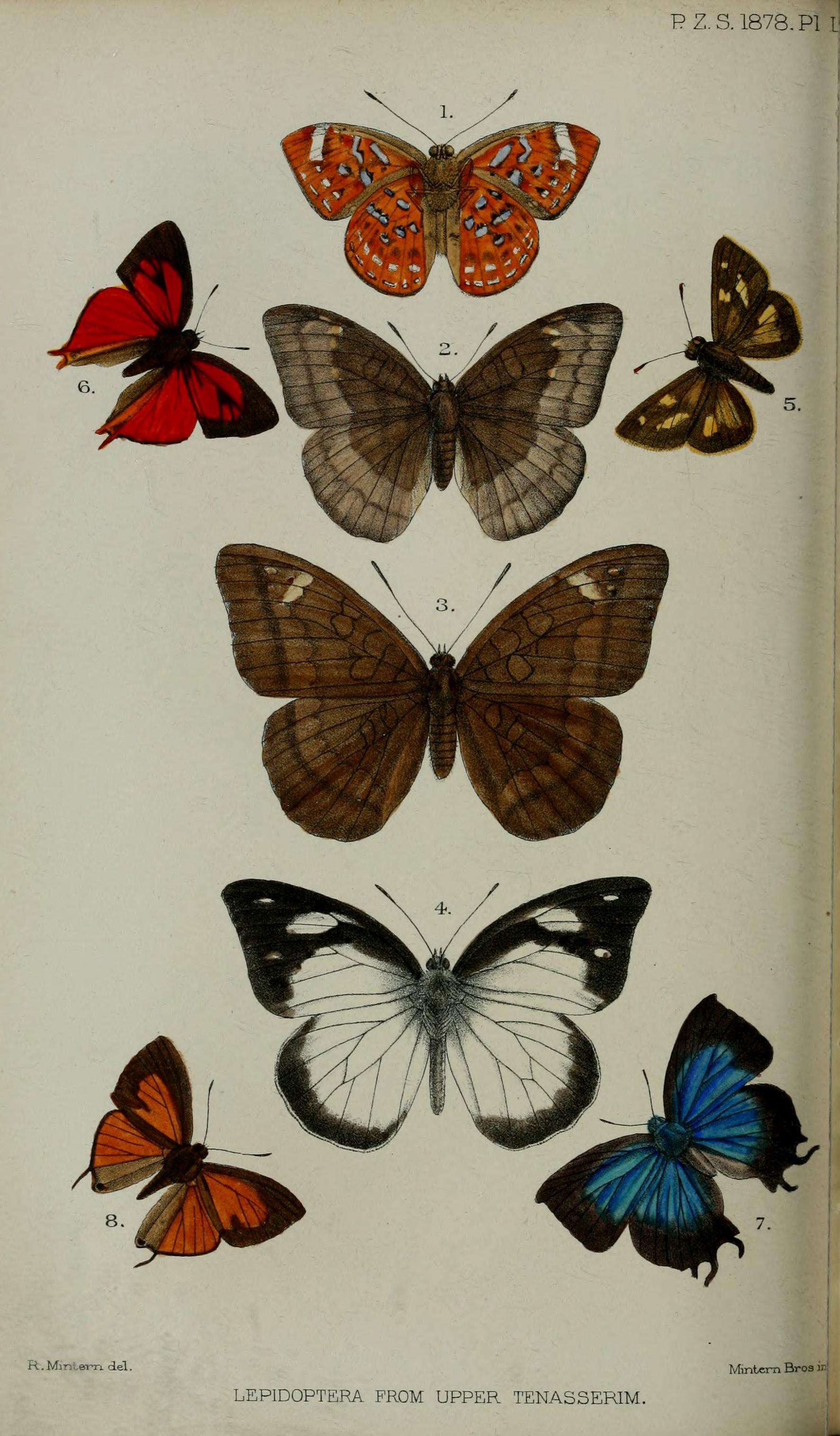 Слика од Taxila haquinus Fabricius 1793