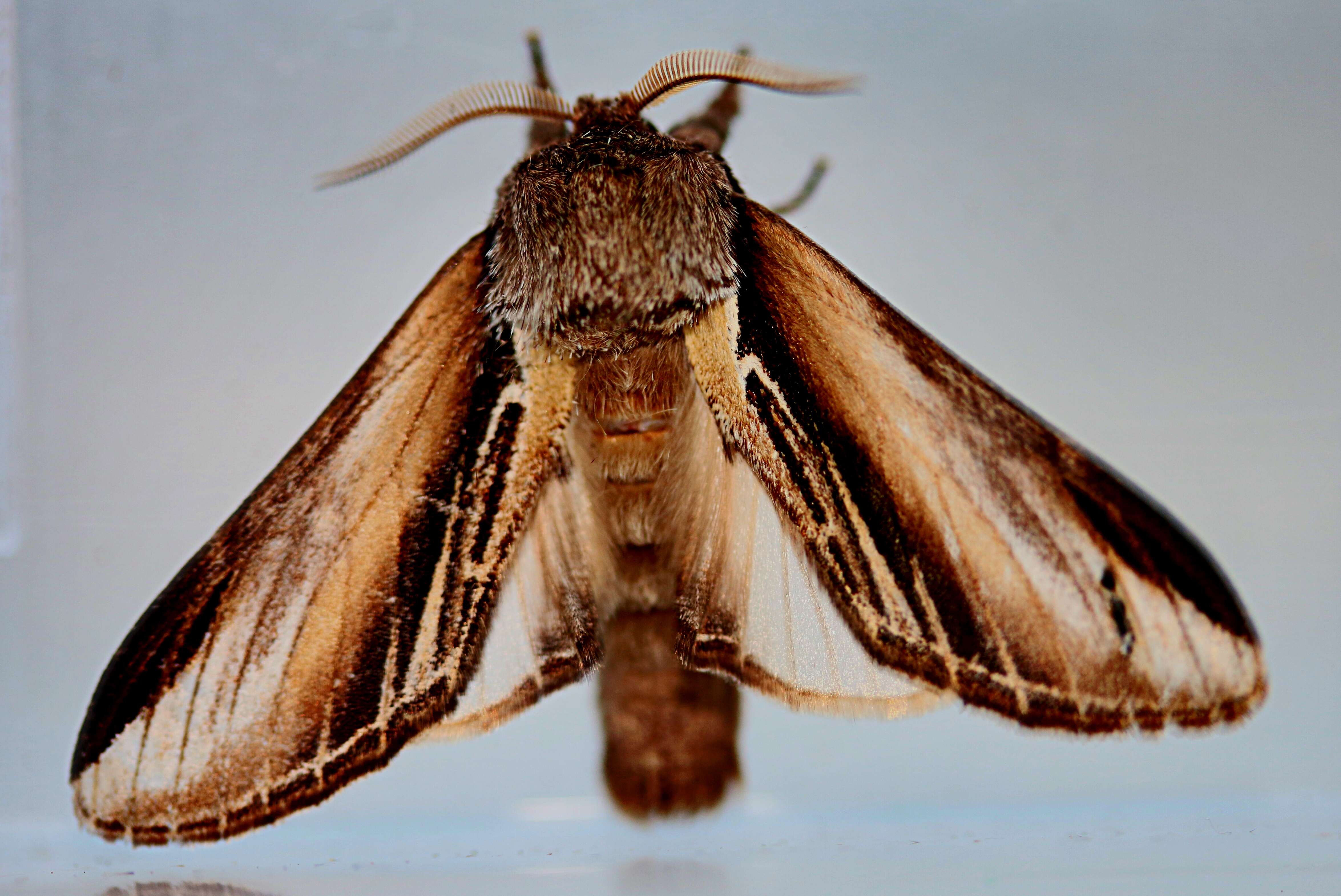 Image of Greater Swallow Prominent