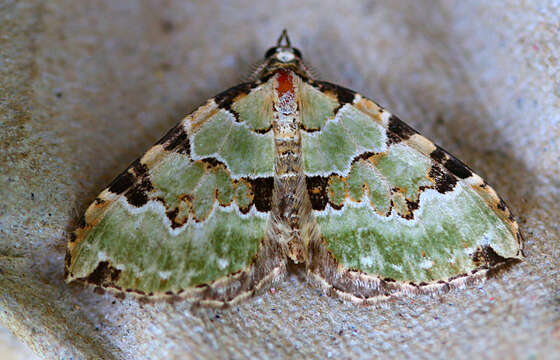 Image of green carpet