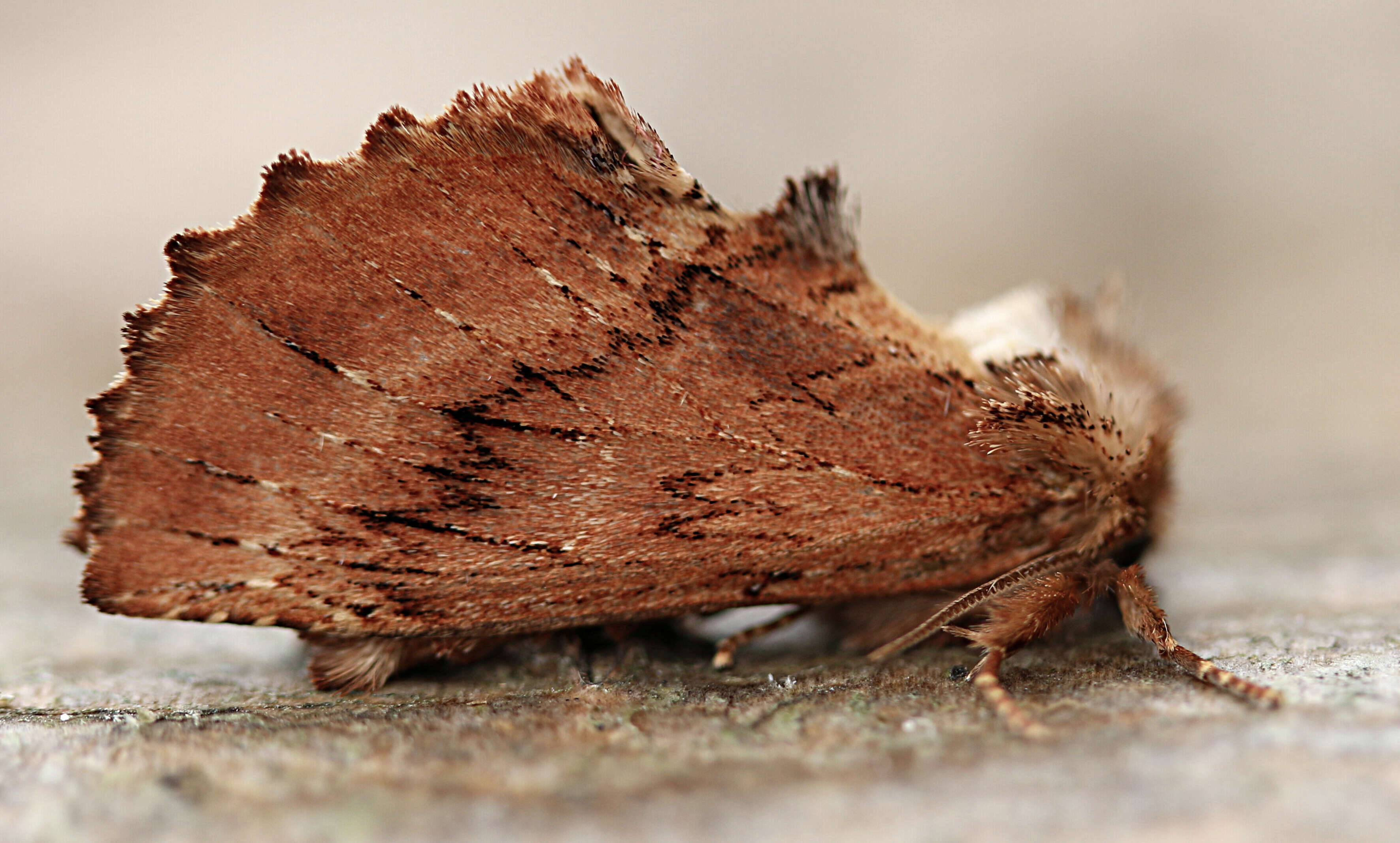 Image of Coxcomb Prominent