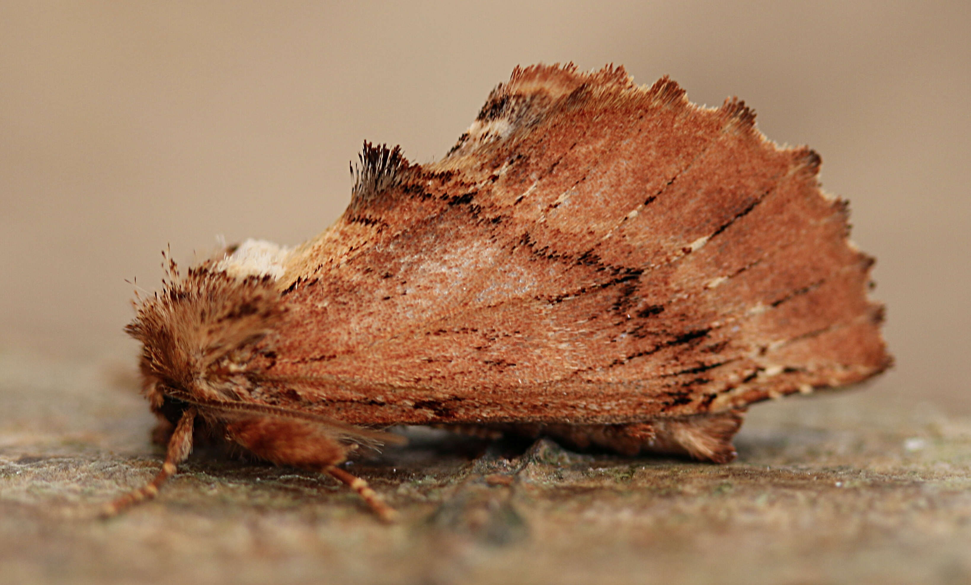 Image of Coxcomb Prominent