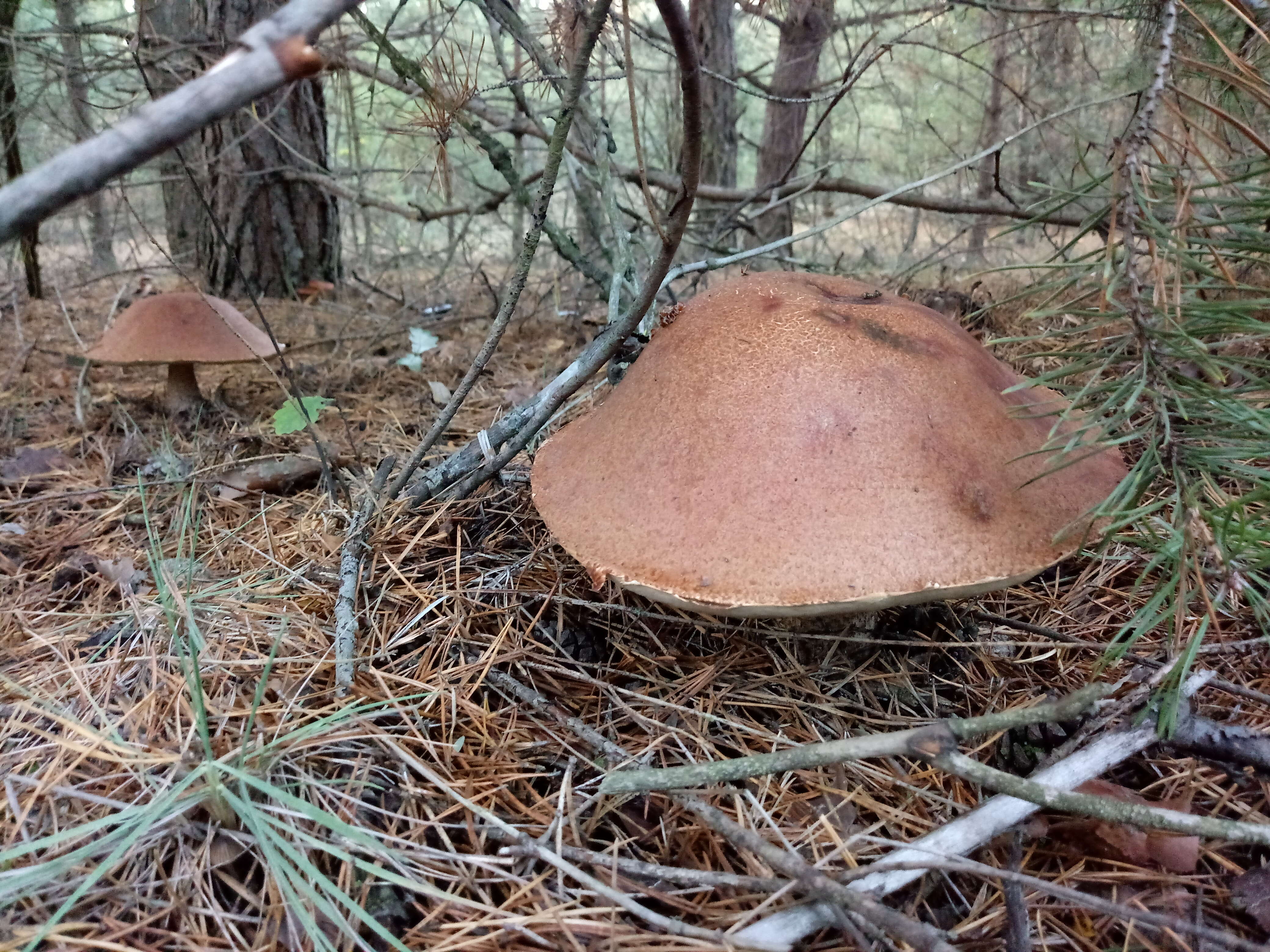 Image of Leccinum vulpinum Watling 1961