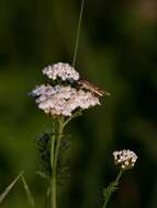 Image of Nomophila noctuella Schiffermüller