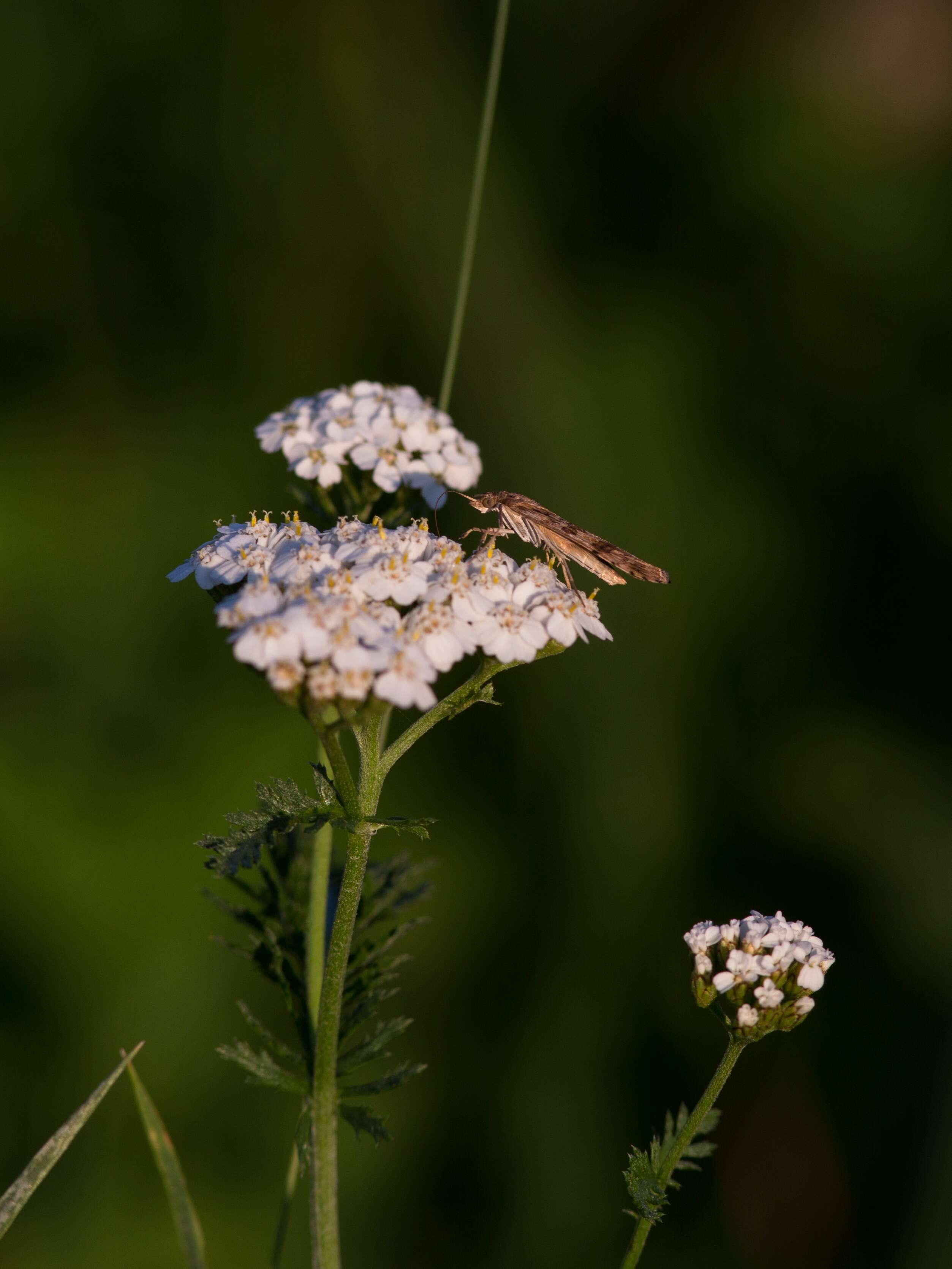 Image of Nomophila noctuella Schiffermüller