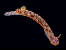 Sivun Hypselodoris Stimpson 1855 kuva