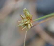 Sivun Bulbostylis barbata (Rottb.) C. B. Clarke kuva