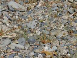 Image of watergrass