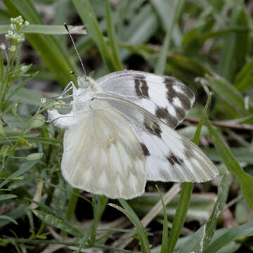 Image of Checkered White