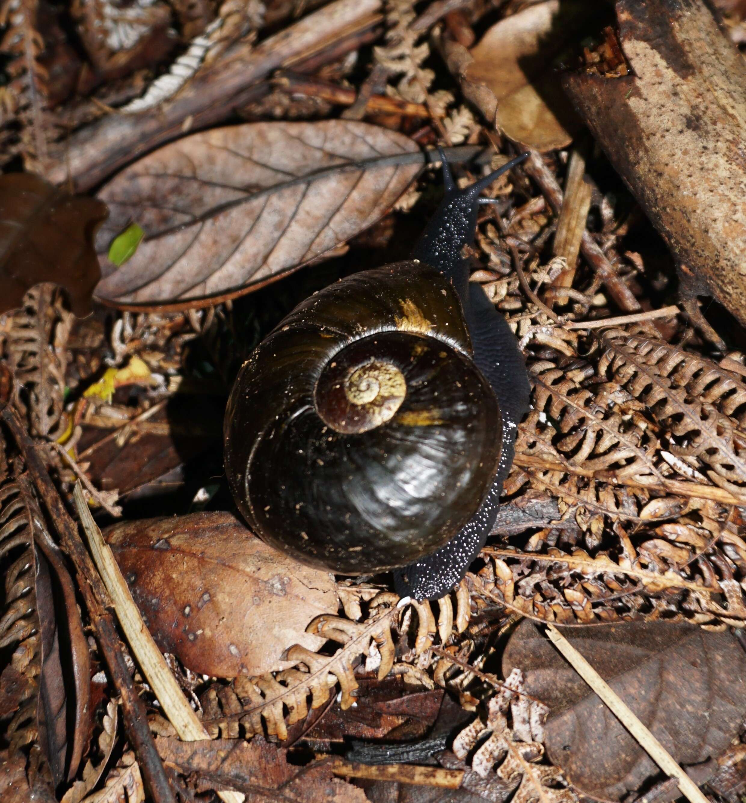 Image of Kauri Snail