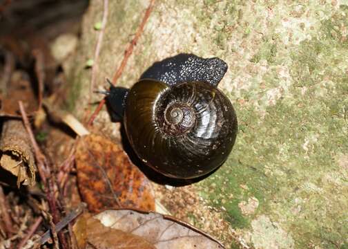 Image of Kauri Snail