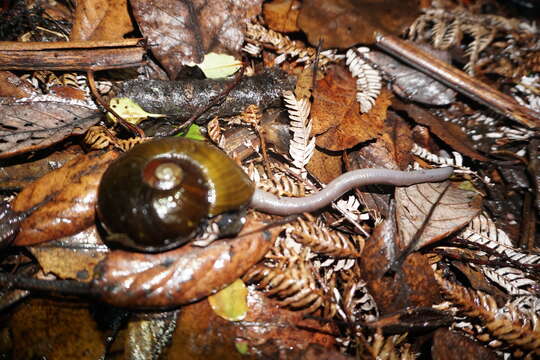 Image of Kauri Snail