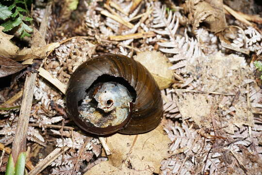 Image of Kauri Snail