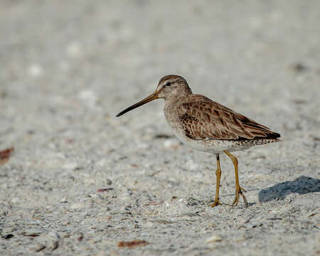 Image of Short-billed Dowitcher