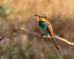 Image of bee-eater, european bee-eater