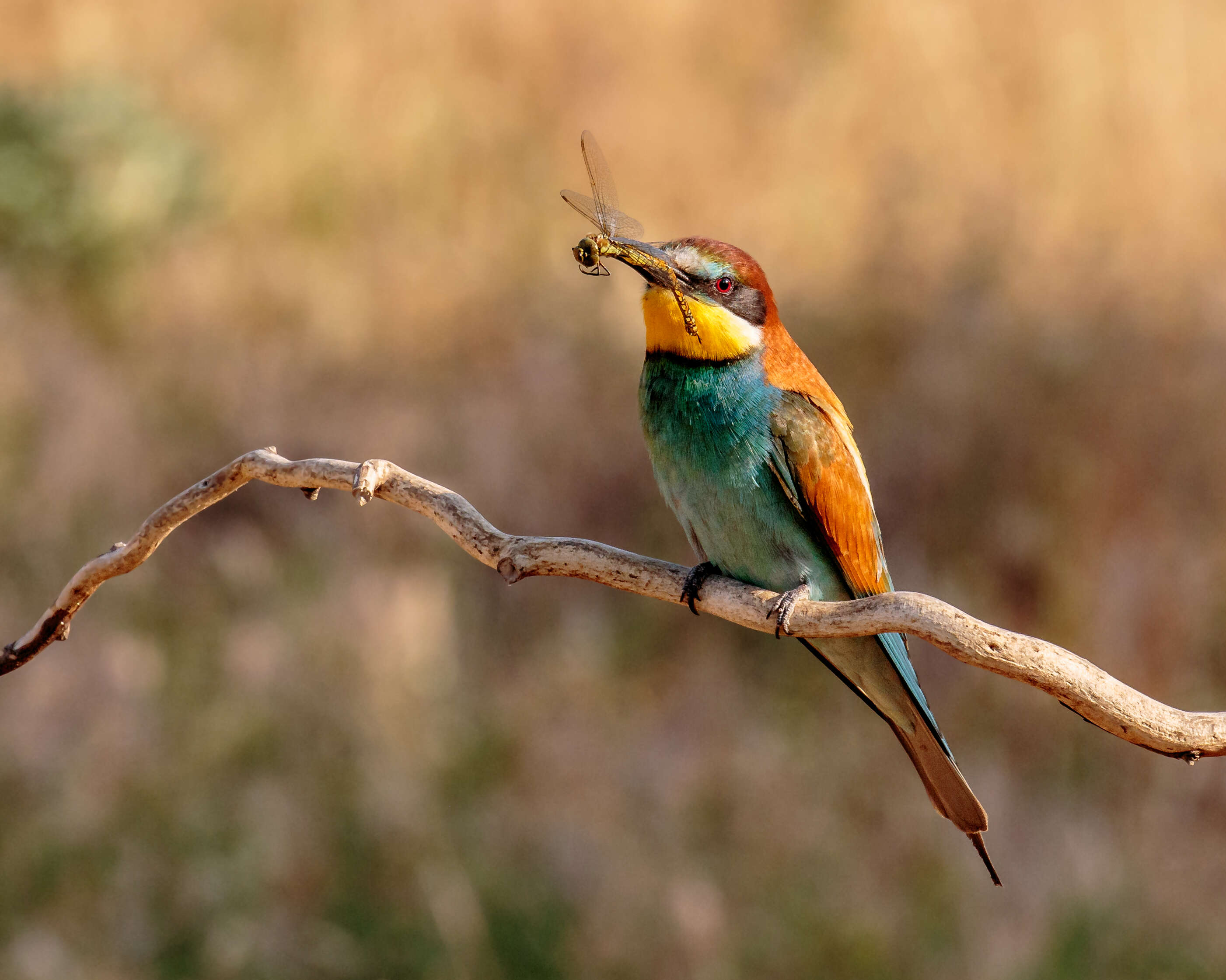 Image of bee-eater, european bee-eater