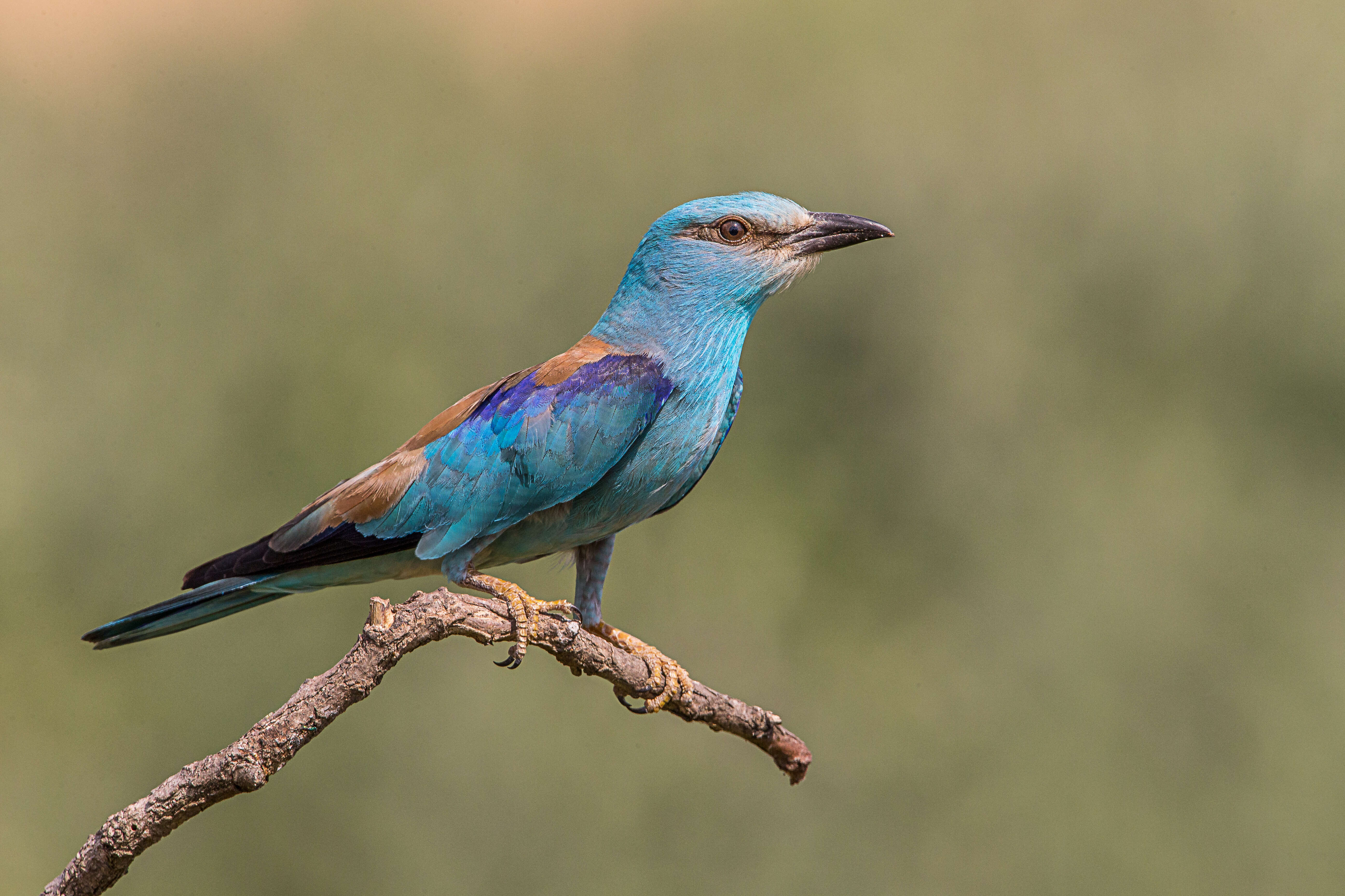 Image of European Roller