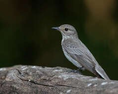 Image of Spotted Flycatcher