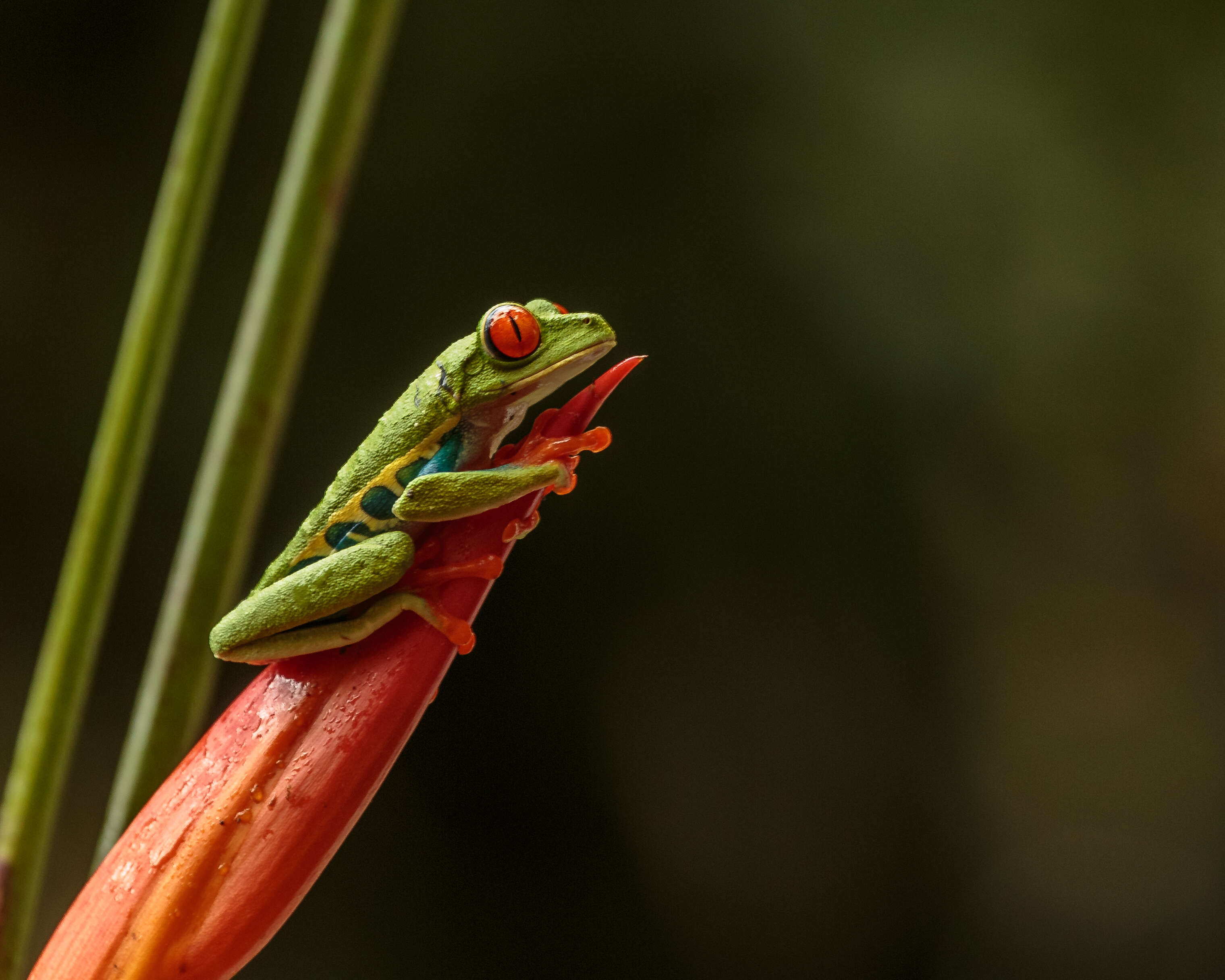 Imagem de Agalychnis callidryas (Cope 1862)