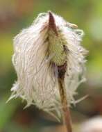 Image of white pasqueflower