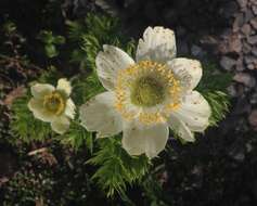 Imagem de Pulsatilla occidentalis (S. Wats.) Freyn