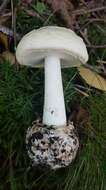 Image of False deathcap