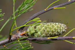 Image of Petrophile pulchella (Schrader & Wendl.) R. Br.